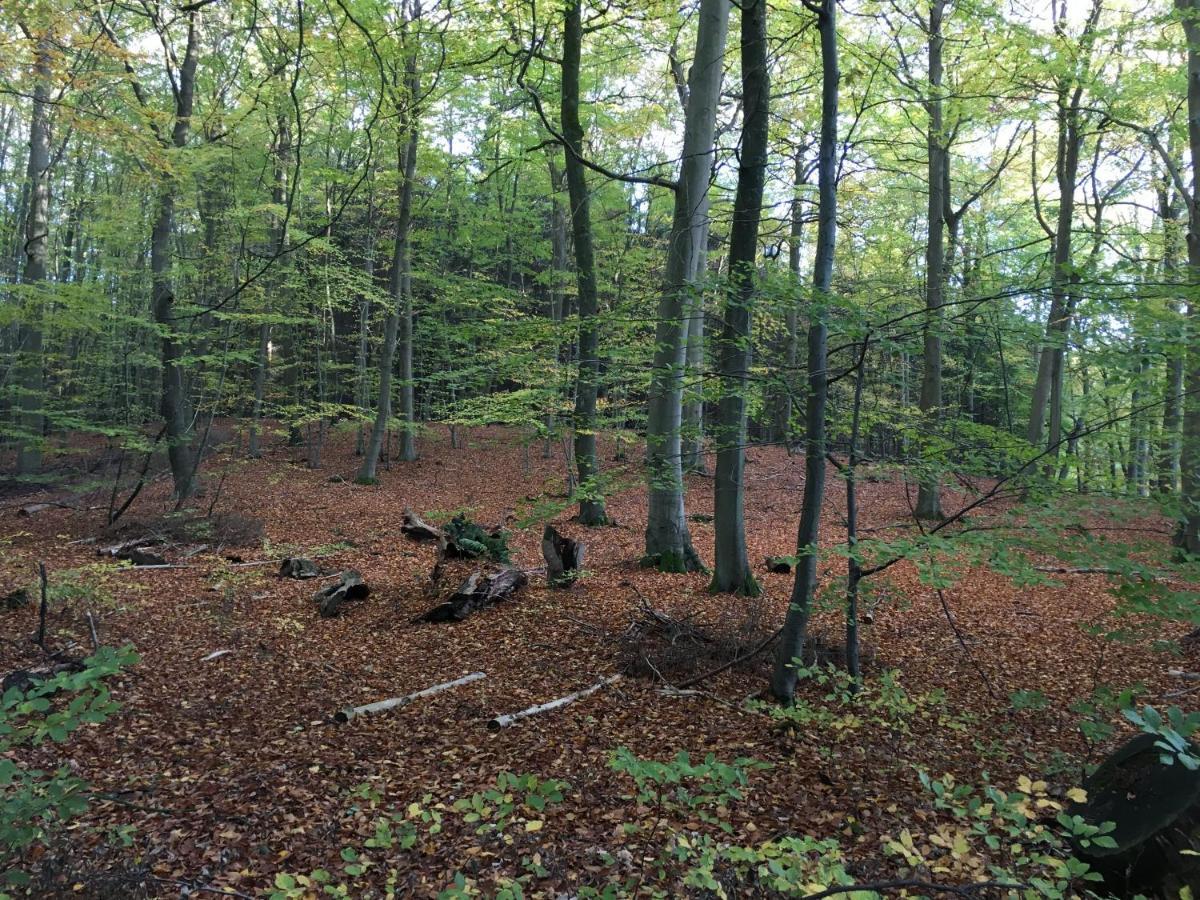 Bungalows Am Waldessaum Bei Hohenzieritz Luaran gambar